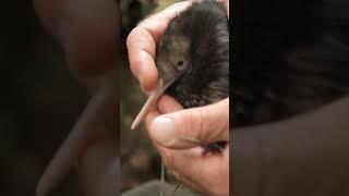 5 MORE Kiwi Bird FACTS  #shorts