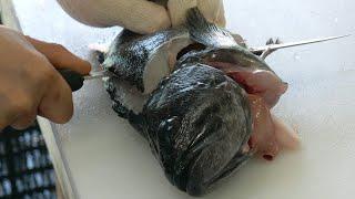 우럭 회 뜨기 how to fillet a rockfish