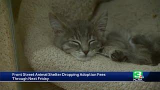 Front Street Animal Shelter dropping adoption fees through next Friday