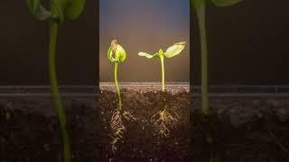 Girasoles creciendo Time Lapse - 6 días