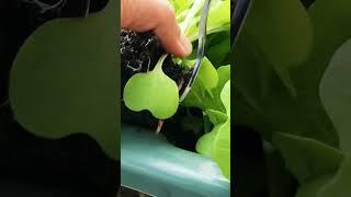 用叉子移苗Transplant seedlings with fork 