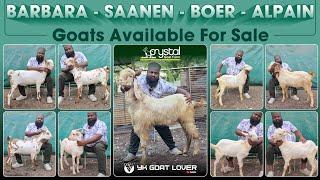 Quality Barbara, Saanen, Alpain, Boer, Goats For Sale, Crystal Goat Farm I YK Goat Lover