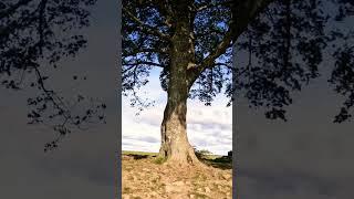 Sycamore Tree & Hadrian’s Wall: A Short Walk to the Sycamore Gap in the Northumberland National Park