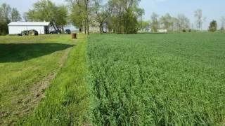 Winter Wheat Growth Devitt Farms 2011 - Ripley, Ontario, Canada