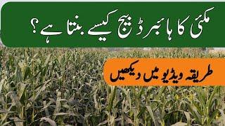 How to produce Maize hybrid seed | Maize hybrid seed production ka tareeqa | Plant clinics