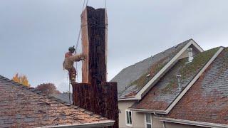 Cutting Down a Giant Redwood: High-Stakes Tree Removal Between Houses