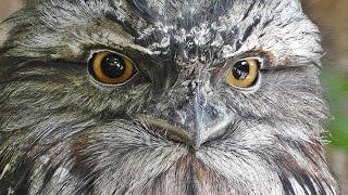 Tawny Frogmouth