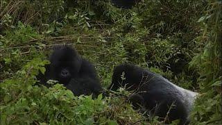 Discover Rwanda EP1: A Legacy of Conservation