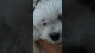 고집이 쌘 춘밤이 (Chunbam is stubborn)