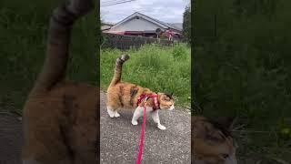 やめられない！散歩コース #お散歩猫 #猫散歩 #cat #shorts