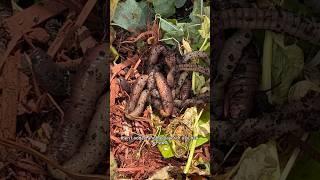 How To Build Your Own Worm Farm (composting poop for the garden)