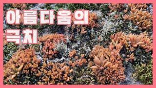 @토종 좀바위솔의 아름다움에 홀딱 반해서~~