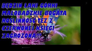 Będzin Łąki Górki Małobądzkie Bogata Roślinność też z Czerwonej Księgi ZAGROŻONA!!!