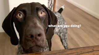 Life With My Needy & Clingy German Shorthaired Pointer Dog | Funny Dog Video