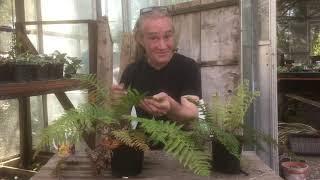 How to tidy up your ferns @stinkyditchnursery750 May ‘21