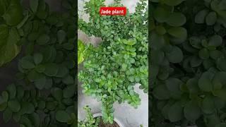 #shorts ll Diy Plant pruning #jadeplant #pothos #viralshort