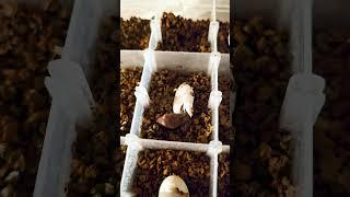 Crested Gecko Hatching!!! #crestedgecko #egghatching