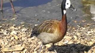 white faced whistling duck