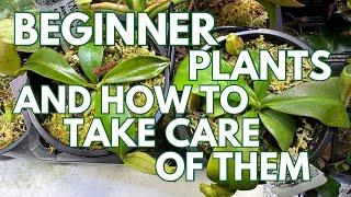 Best Plants For Beginners And How To Grow Them!