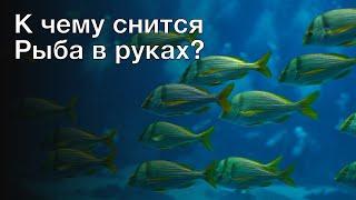 К чему снится рыба в руках? Толкование сна и его значение по сонникам Фрейда и Хассе