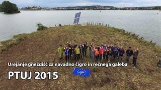 Urejanje gnezdišč za navadno čigro in rečnega galeba - Ptuj 2015