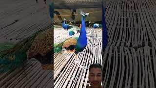 So many peacock in one frame #peacock #birds #birdsounds #animals #zoo #funny #animallife