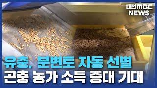 곤충 유충 선별기로 생산비 40% 절감/대전MBC