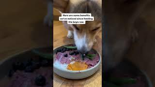 My Corgi’s Farts Went Away After Feeding Him a Raw Diet