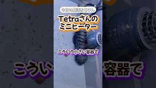 【今日の庭活おじさん】Tetraさんのミニヒーター#メダカ #めだか #tetra