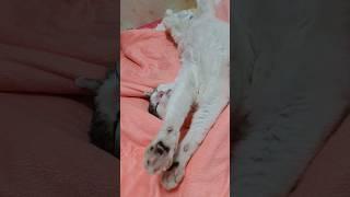 #고양이 #강아지 #귀차니즘 #편안한