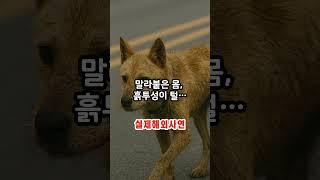 58일간 70km를 걸어서 집으로 온 한국진돗개 #해외감동사연