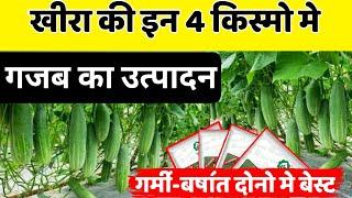 खीरा की इन4 हाइब्रिड किस्मो मे गजब का उत्पादन |गर्मी और बरसात me Kheera ki hybrid kisme | Kheera