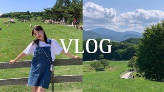 Vlog 강릉당일치기 여행코스|대관령양떼목장,강릉 해미가,영진해변,안목해변,순두부젤라또|꽉찬 강릉여행| 주말힐링여행 브이로그 + 청량함 잔뜩 초여름 나들이 기록