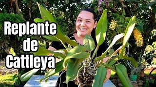 Como REPLANTAR uma TOUCEIRA de CATTLEYA | Juliane Le Becker