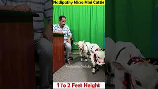 Micro mini cows  1 To 2 feet height  #youtube #viral #reels #miniature #trend #youtube #instagram