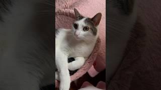 Pet Me Already #shorts #cat #cats #catvideos #kitten #catlover #beauty #animals #pets #cutecat