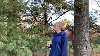 Pine Trees with Jimmy