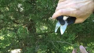 How to Trim a Cedar Tree