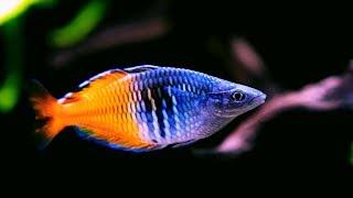 Boesemani Rainbowfish - Amazing Freshwater Aquarium Fish