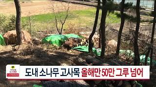 도내 소나무 고사목 올해만 50만 그루 넘어 | HCN 경북방송