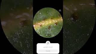 #edit   ZOOMX-SCOPE-XO channel subscribe & like& share#
