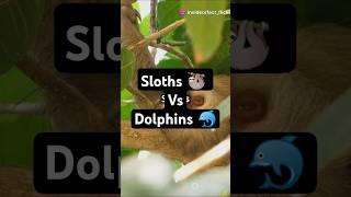 Fact Of Slothsvs Dolphins! Who will win?! #facts #funfacts #trivia #dolphin #sea #sloth #animals