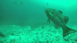 Tampa Bay Fishing - Underwater Footage of a Red Grouper Getting Caught