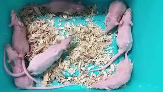 Pet Expo awesome new baby hairless rats 10/20/17