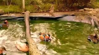 Mandarin ducks, wood duck and call ducks