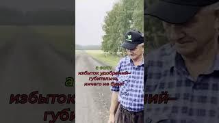 О рисках при подкормке кукурузы #растениеводство #farming #сельскоехозяйство #удобрения