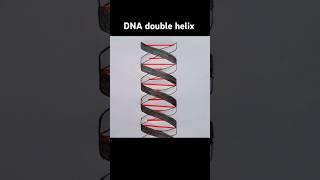 DNA double helix diagram