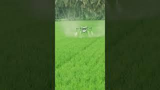 Agri Drone Sprayer      . #agriculture #agridrone #agritech #drone #modrenfarming #paddy #spray