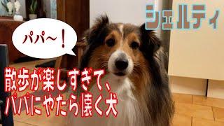 【シェルティ】散歩が楽しすぎて、パパにやたら懐く犬【フランス田舎暮らし】