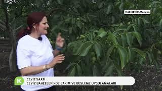 CEVİZ BAHÇELERİNDE BAKIM VE BESLEME UYGULAMALARI